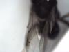 Perilampus ruficornis